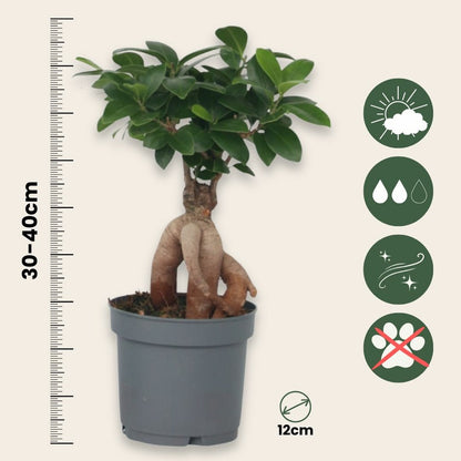  Bonsaï - Set De 4 - Ficus Microcarpa - Hauteur 30-40cm - ⌀12cm