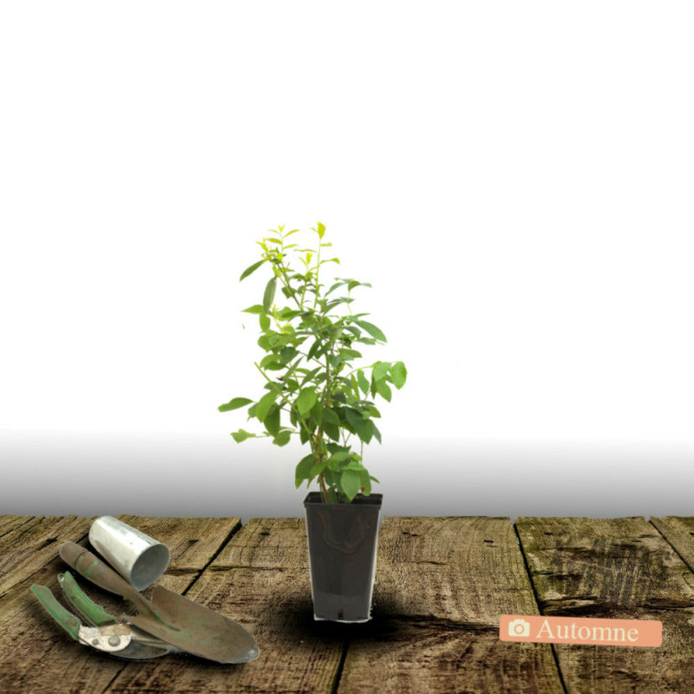  Myrtille Patriot/[-]pot De 5l - 40/80 Cm