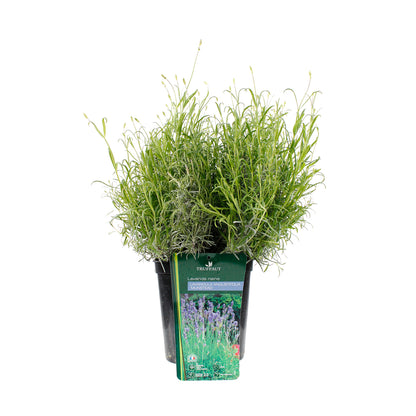  Lavande Vraie Munstead : Conteneur 3 Litres