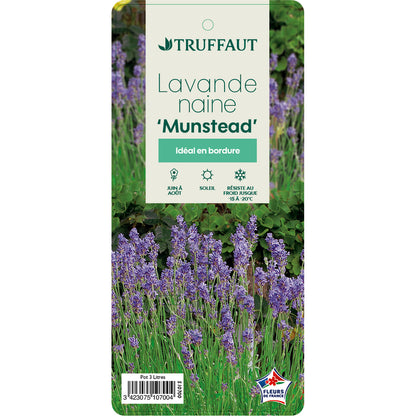  Lavande Vraie Munstead : Conteneur 3 Litres