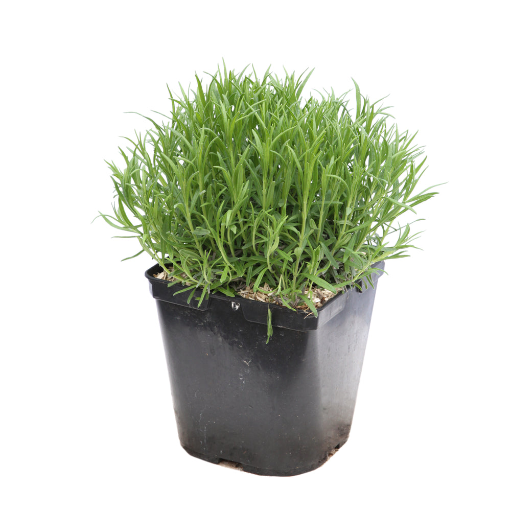  Lavande Vraie Munstead : Conteneur 3 Litres