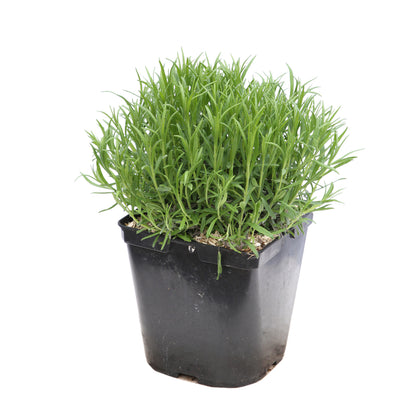  Lavande Vraie Munstead : Conteneur 3 Litres