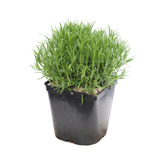  Lavande Vraie Munstead : Conteneur 3 Litres