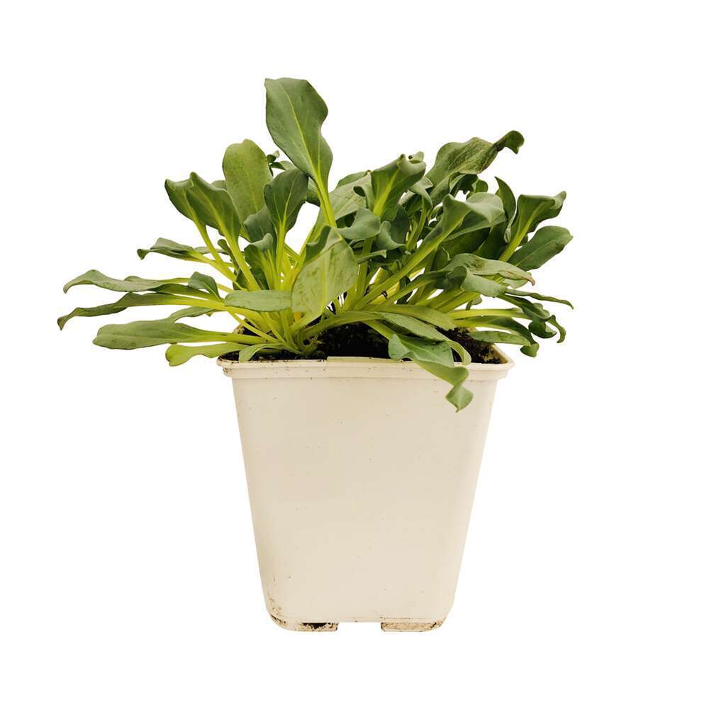  Plant De Mertensia Maritima : Pot De 1 Litre
