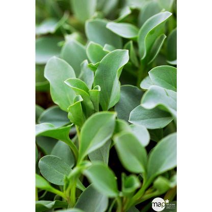  Plant De Mertensia Maritima : Pot De 1 Litre