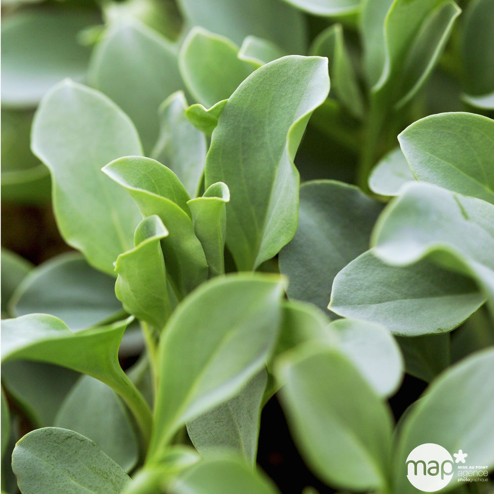  Plants De Mertensia Maritima Pot 0,5L