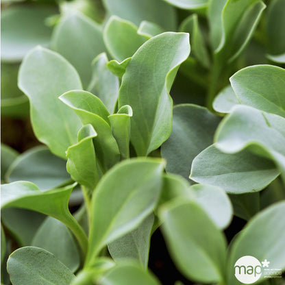  Plant De Mertensia Maritima : Pot De 1 Litre