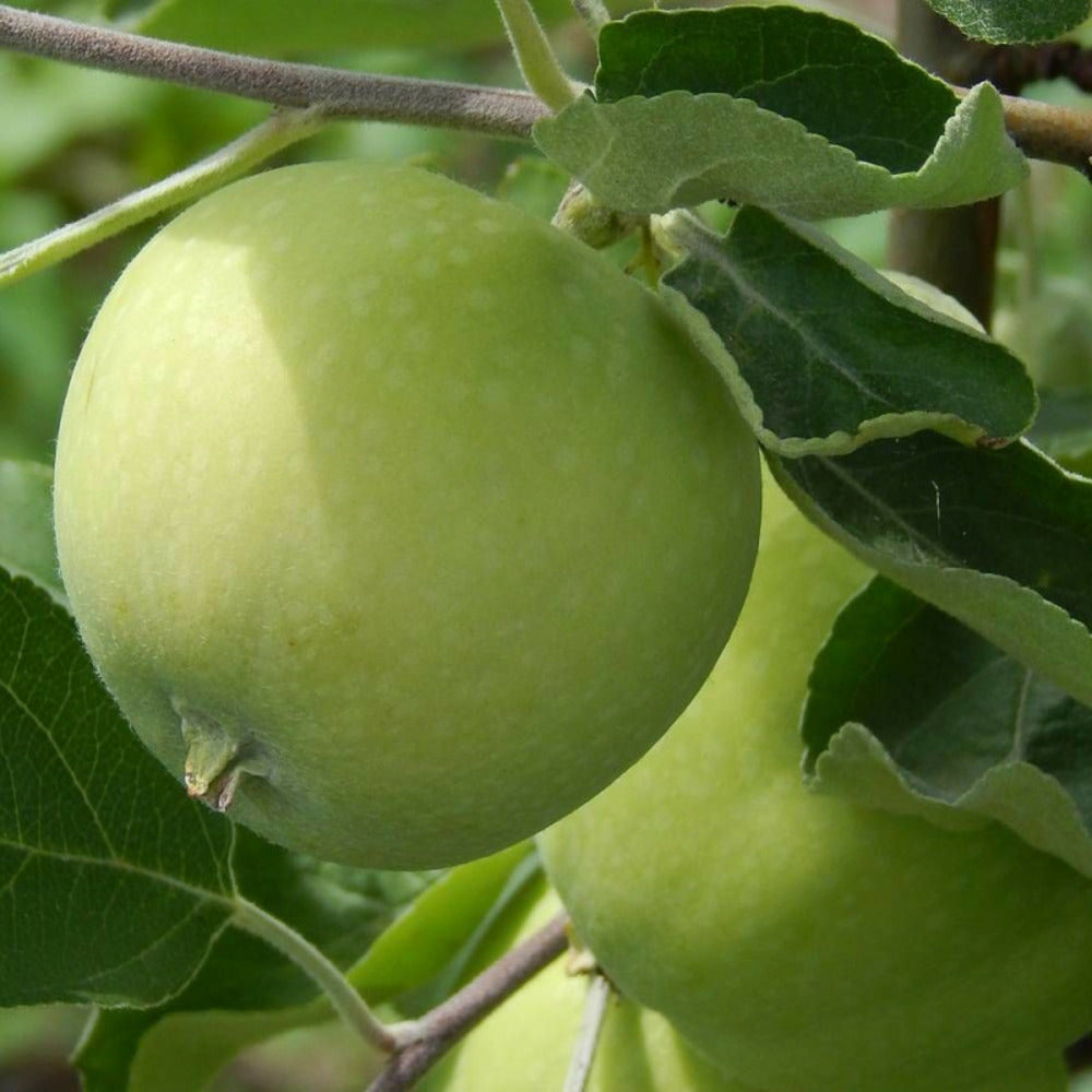  Pommier Transparente De Croncels/[-]pot De 10l - Gobelet 2 Ans - 120/150 Cm