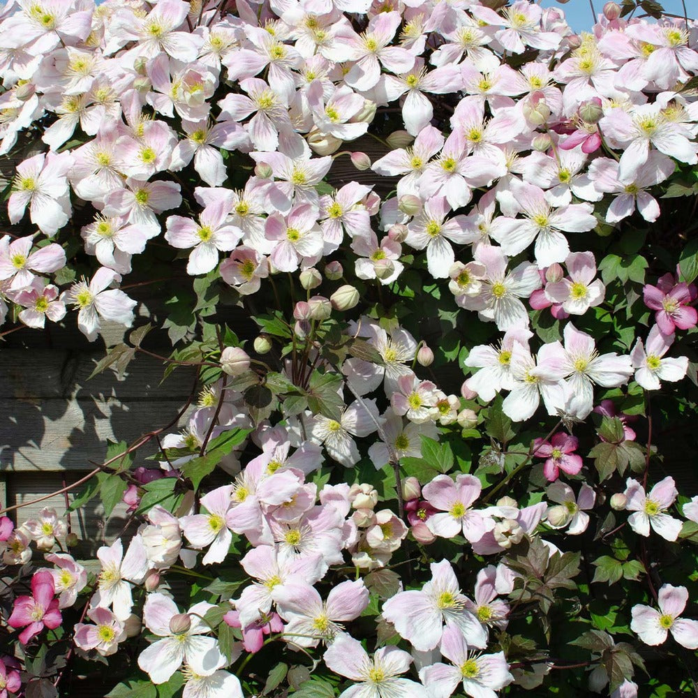  Clematis Montana 'tetrarose' - Clématite Rose - Plantes Grimpantes - 50-70 Cm De Haut - Pot 15 Cm