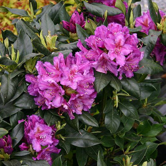  Rhododendron 'lee's Dark Purple' 40-50 Cm Pot Floraison Violette Intense
