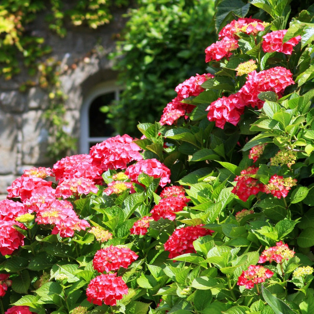 Hortensia Rouge - Le Pot / ø 9cm