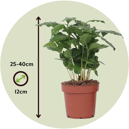  Caféier - Coffea Arabica - Hauteur 25-40cm - ⌀12cm