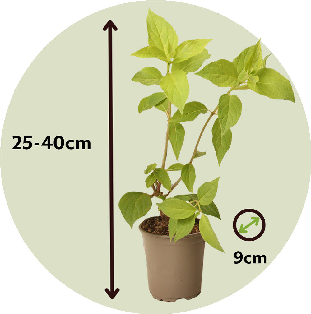  Hortensia - Set De 3 - Hydrangea Paniculata 'phantom' - Hauteur 25-40cm - ⌀9cm