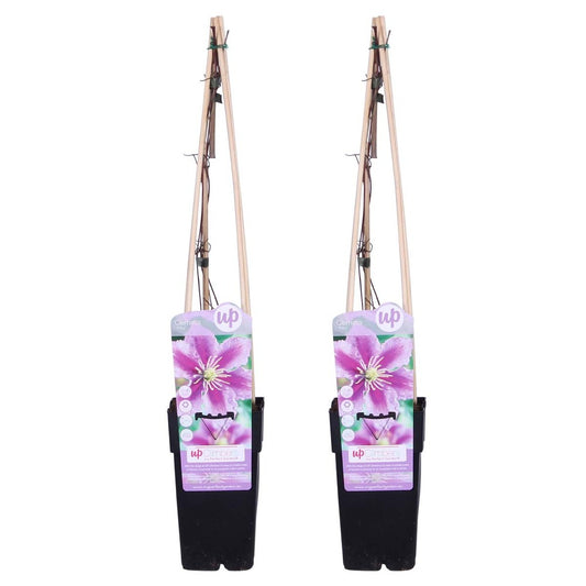  Lot De 2 - Clematis 'piilu' - Clématite à Grandes Fleurs - 50-70 Cm De Haut - Pot 15 Cm