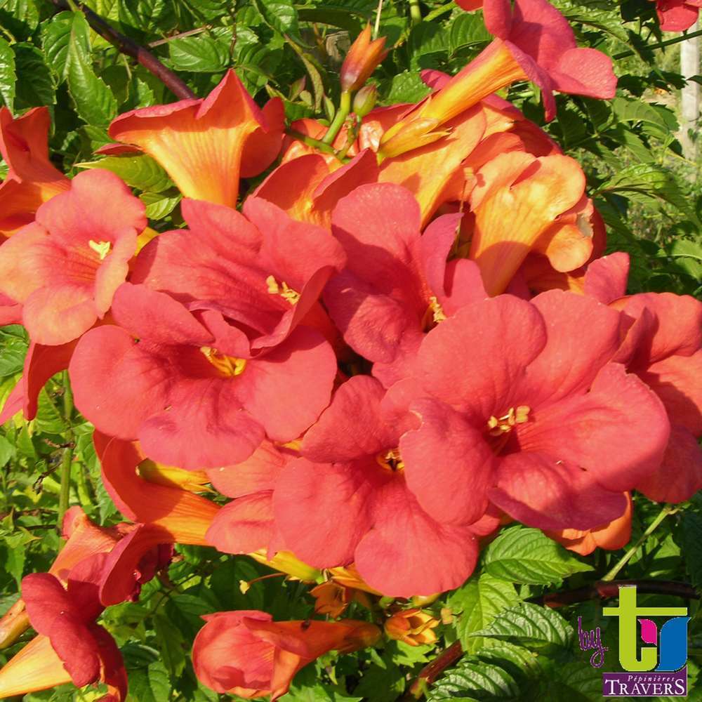  Campsis 'Madame Gallen' : Pot De 3L