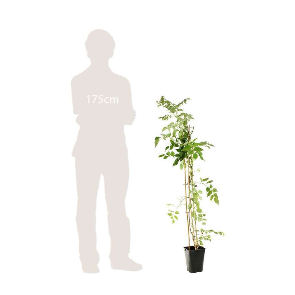  Campsis 'Madame Gallen' : Pot De 3L