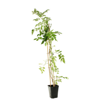  Campsis 'Madame Gallen' : Pot De 3L