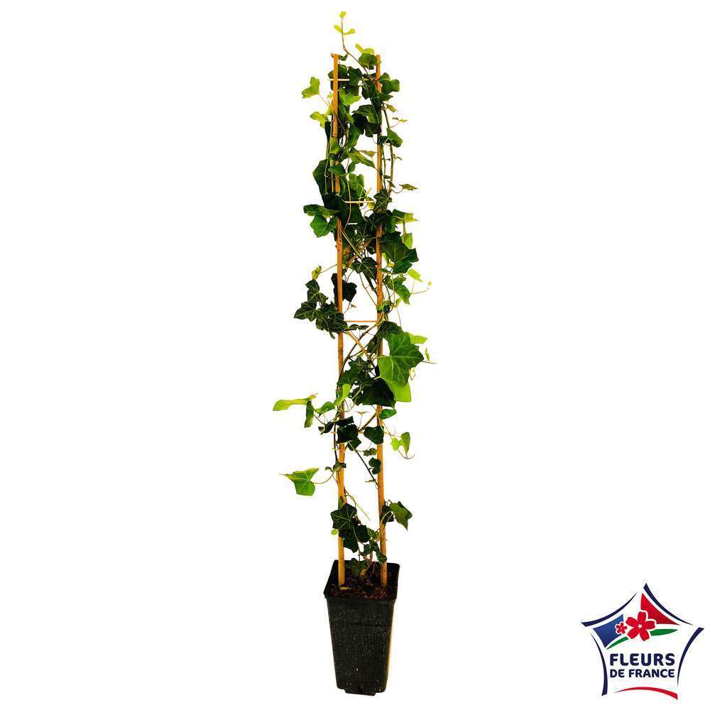  Hedera Hibernica : Conteneur De 3 L.