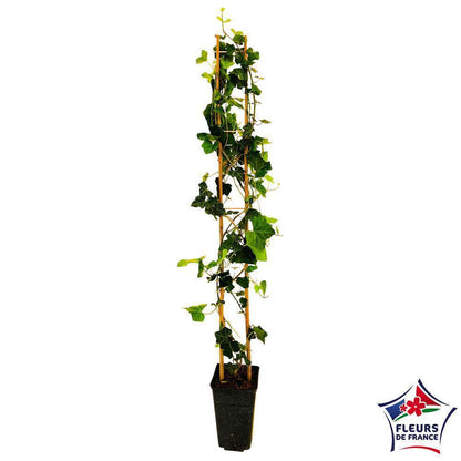  Hedera Hibernica : Conteneur De 3 L.