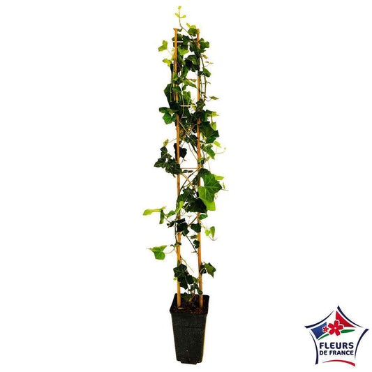  Hedera Hibernica : Conteneur De 3 L.