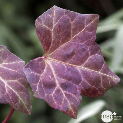  Hedera Hibernica : Conteneur De 3 L.