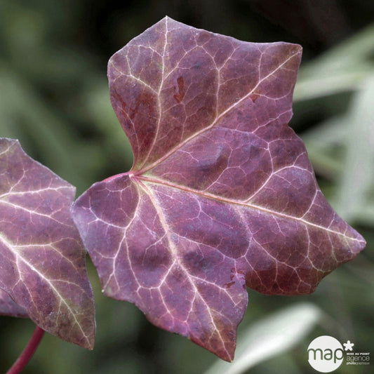  Hedera Hibernica : Conteneur De 3 L.