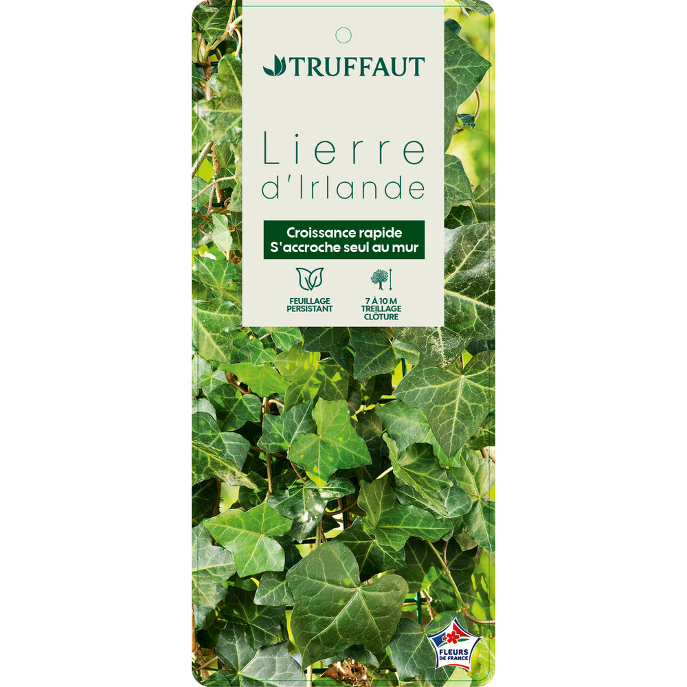  Hedera Hibernica : Conteneur De 3 L.