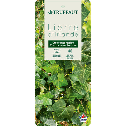  Hedera Hibernica : Conteneur De 3 L.