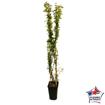  Jasminum Nudiflorum Ech : Ctr De 3 Litres