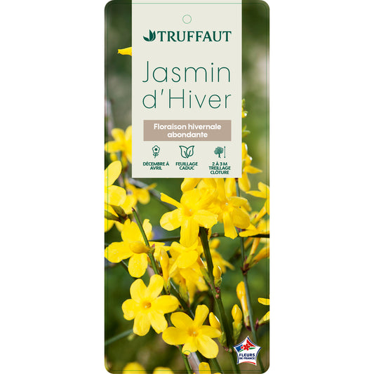  Jasminum Nudiflorum Ech : Ctr De 3 Litres