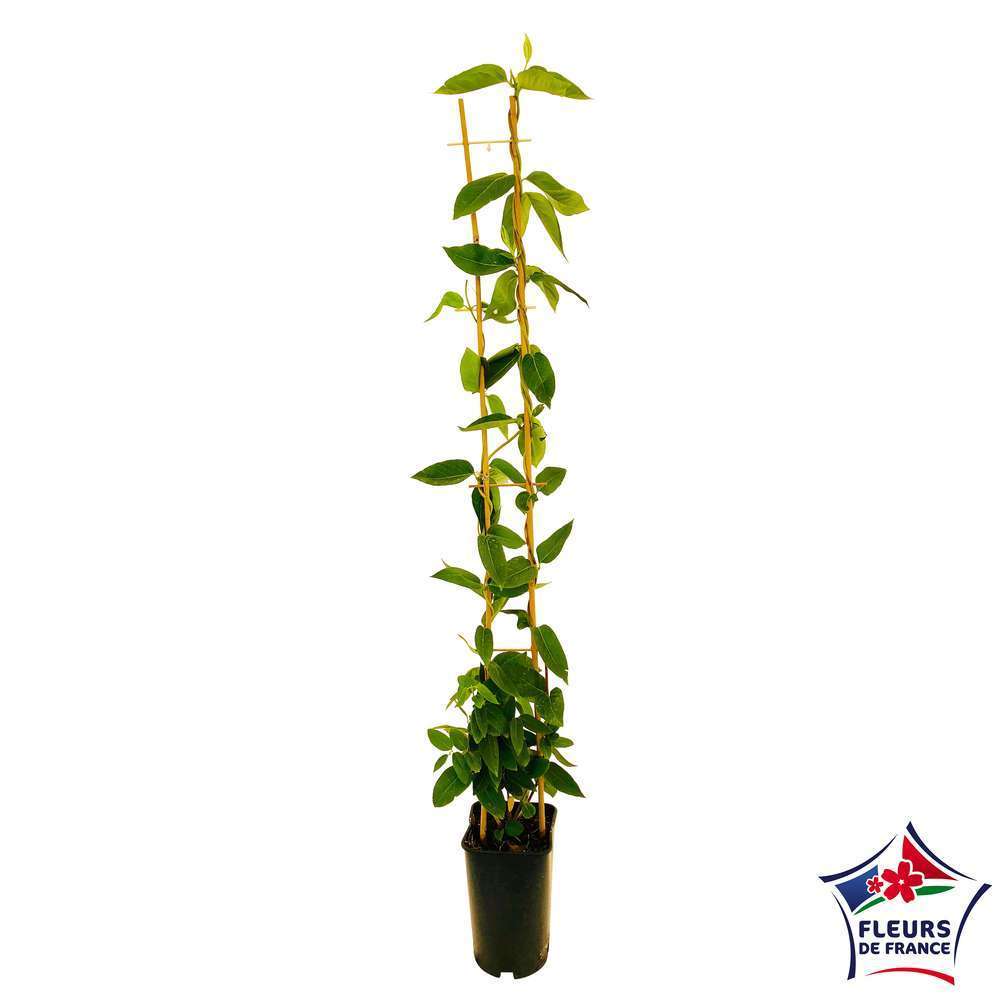  Lonicera Henryi : Ctr De 3 L