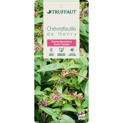  Lonicera Henryi : Ctr De 3 L