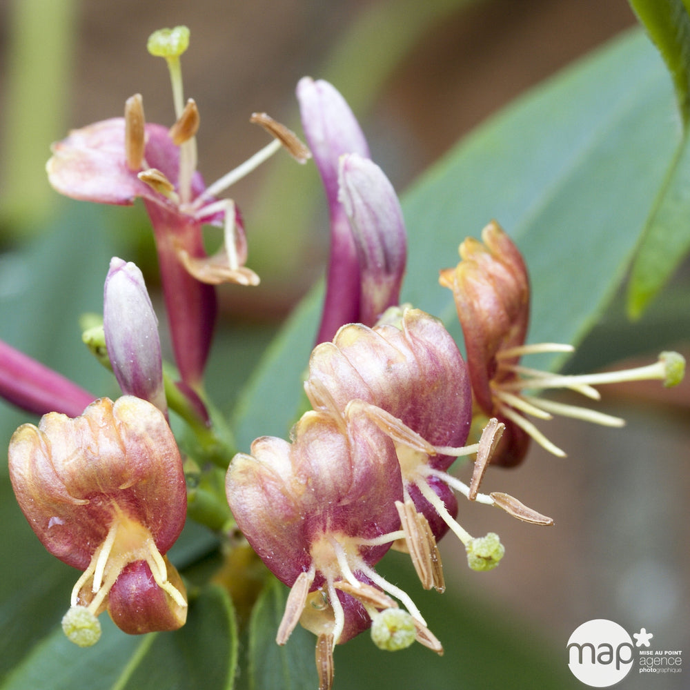  Lonicera Henryi : Ctr De 3 L