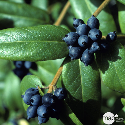  Lonicera Henryi : Ctr De 3 L