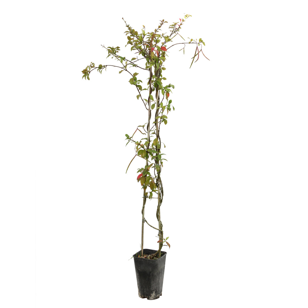  Trachelospermum Asiaticum : 3L