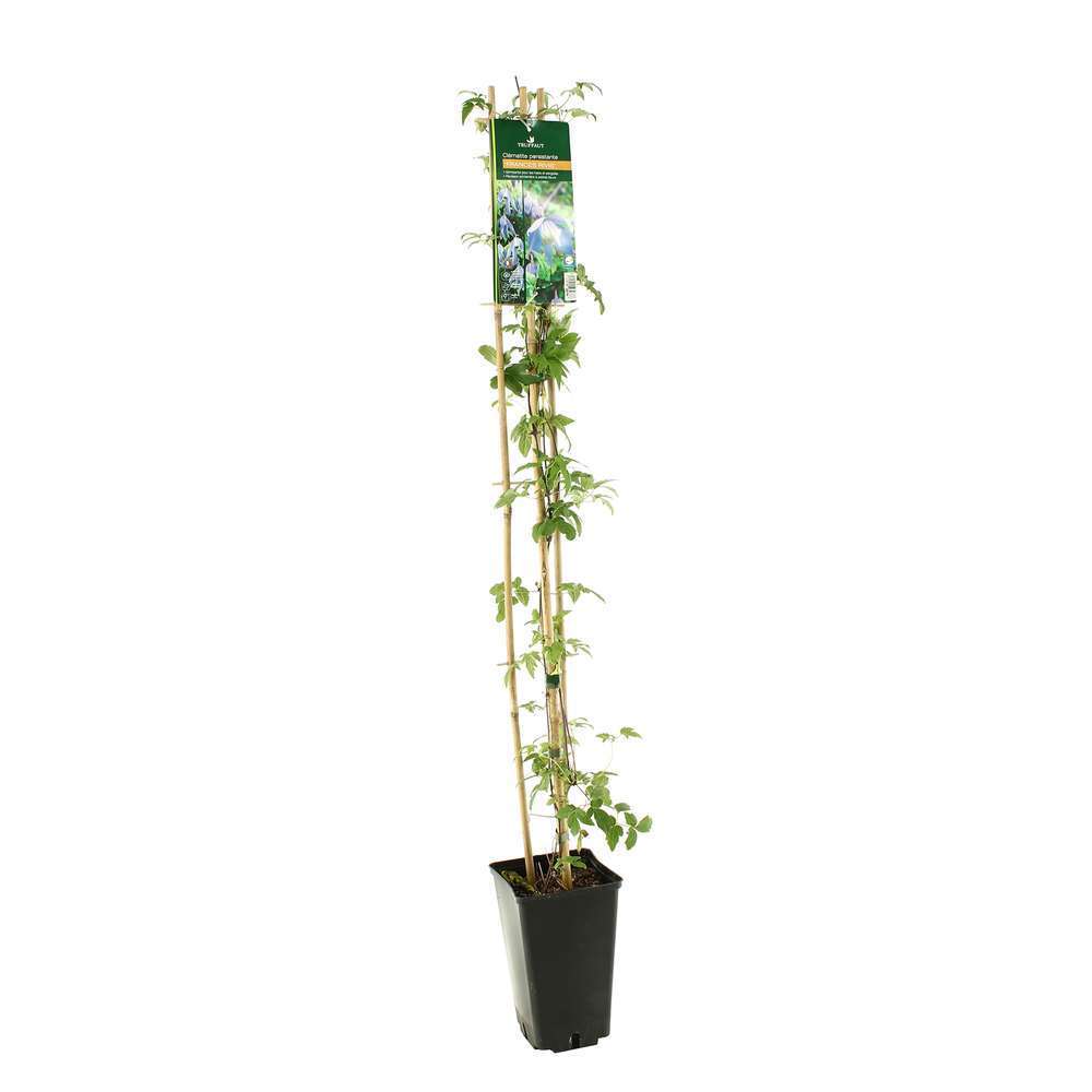  Clematis Alpina Frances Rivis : Ctr De 3 Litres