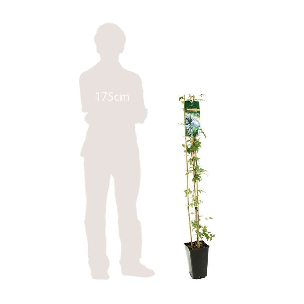  Clematis Alpina Frances Rivis : Ctr De 3 Litres