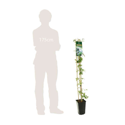  Clematis Alpina Frances Rivis : Ctr De 3 Litres