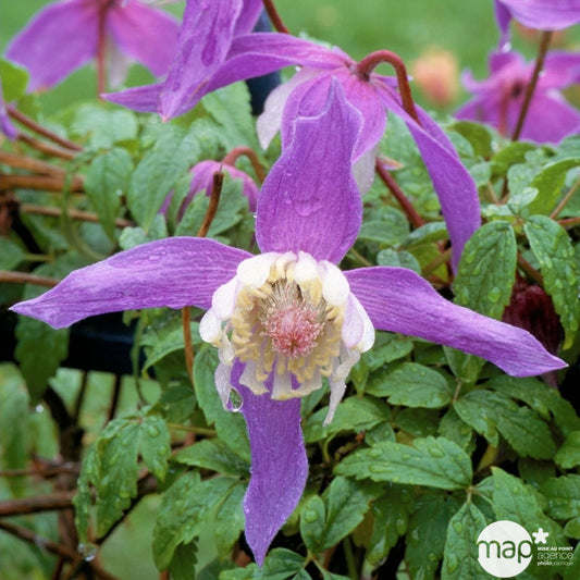  Clematis Alpina Frances Rivis : Ctr De 3 Litres