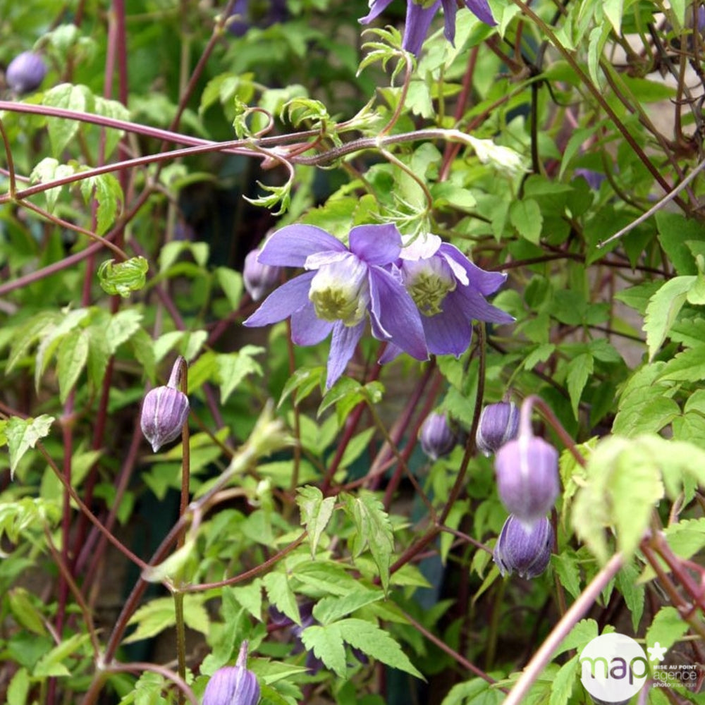  Clematis Alpina Frances Rivis : Ctr De 3 Litres