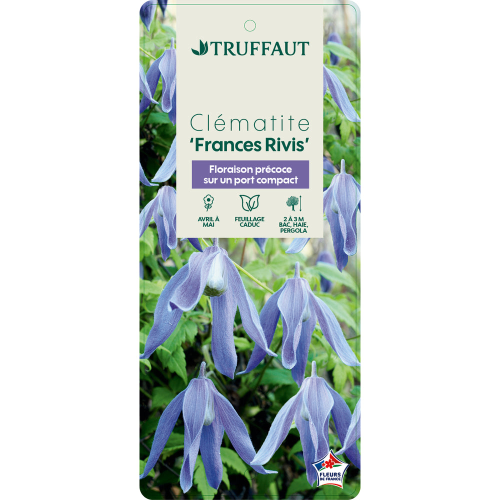  Clematis Alpina Frances Rivis : Ctr De 3 Litres