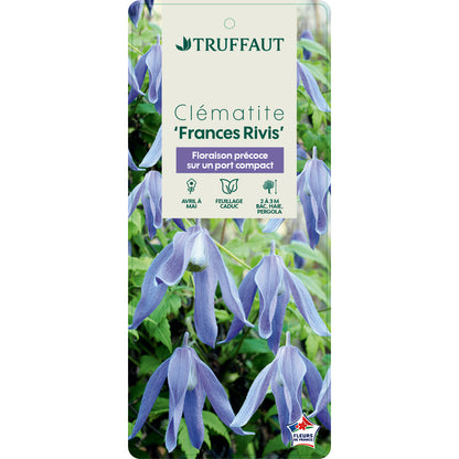  Clematis Alpina Frances Rivis : Ctr De 3 Litres