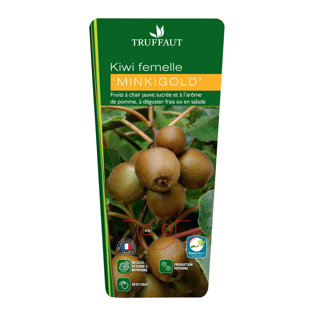  Kiwi Chinensis 'Minkigold' : Pot De 1,5 Litres