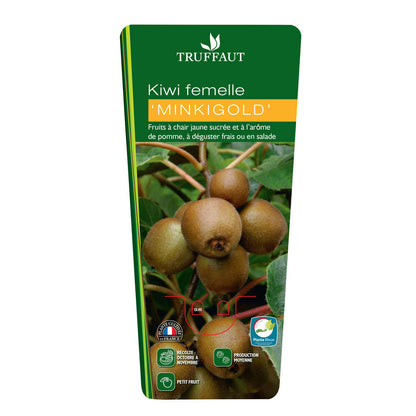  Kiwi Chinensis 'Minkigold' : Pot De 1,5 Litres