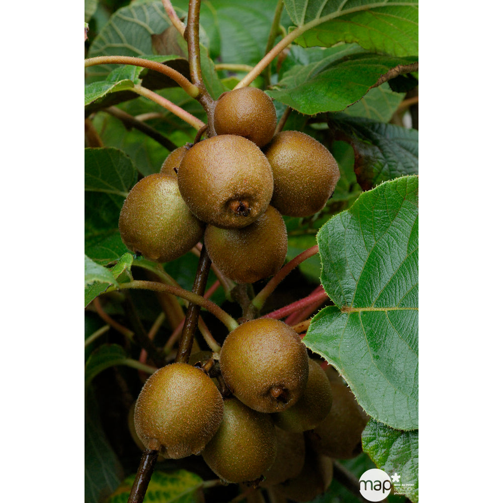  Kiwi Chinensis 'Minkigold' : Pot De 1,5 Litres