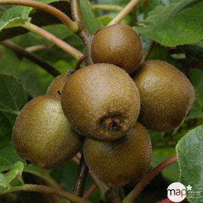  Kiwi Chinensis 'Minkigold' : Pot De 1,5 Litres