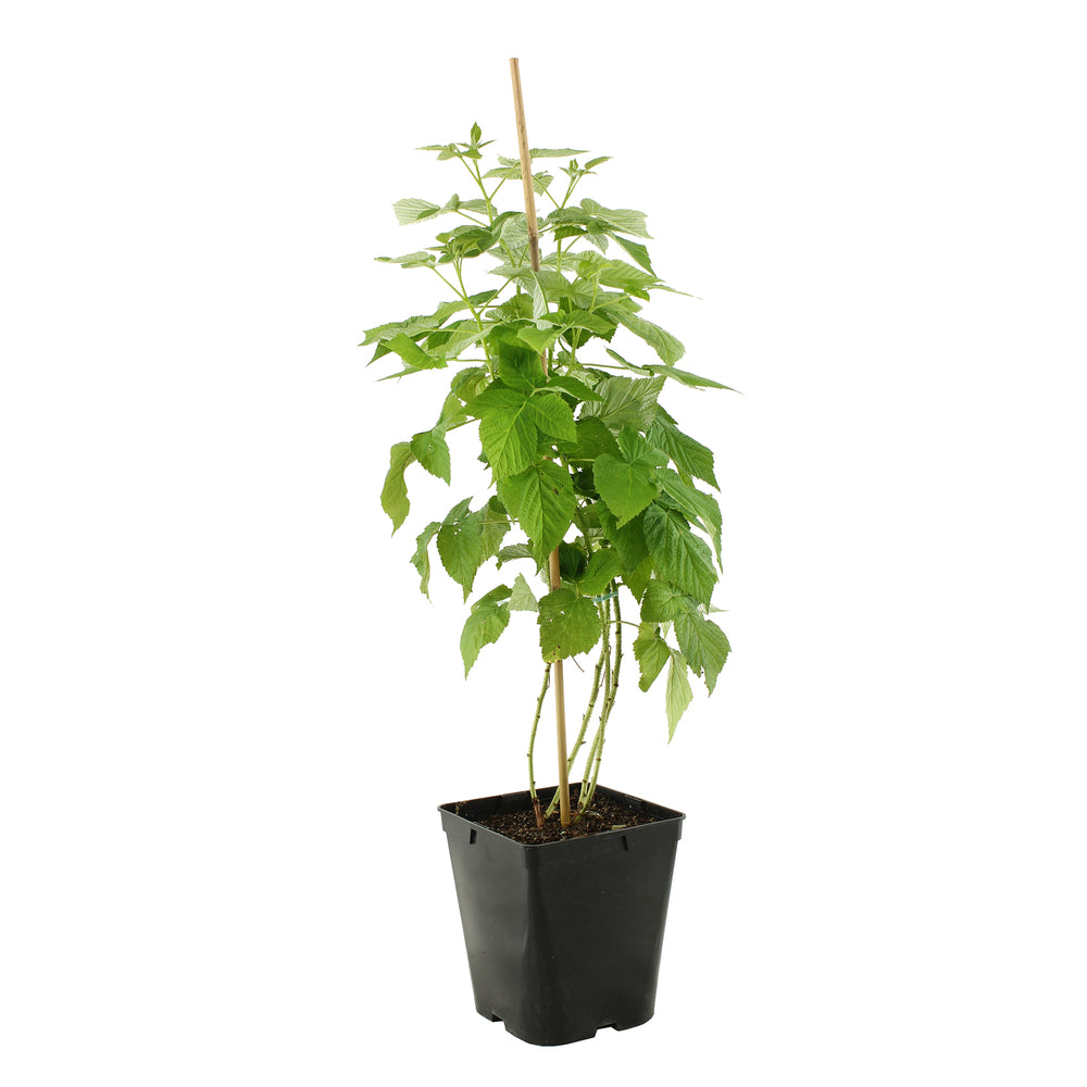  Framboisier 'Glen Coe' : Pot De 5 Litres