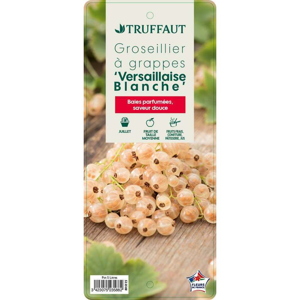  Groseillier à Grappes 'Versaillaise Blanche': Pot De 5 Litres