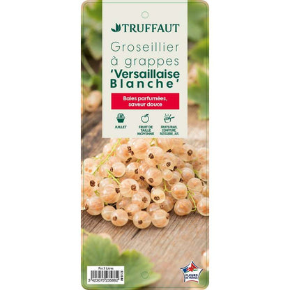  Groseillier à Grappes 'Versaillaise Blanche': Pot De 5 Litres