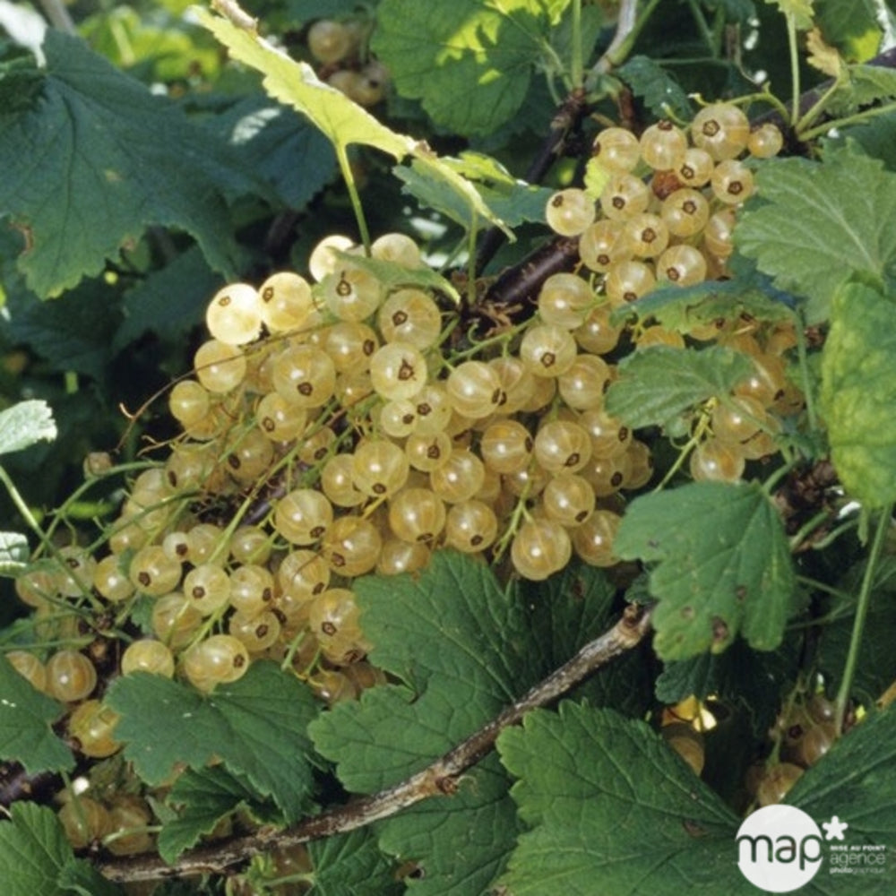  Groseillier à Grappes 'Versaillaise Blanche': Pot De 5 Litres
